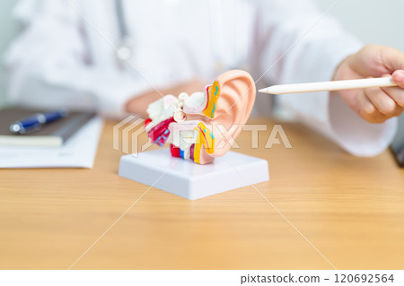 Doctor with human Ear anatomy model. Ear disease, Atresia, Otitis Media, Pertorated Eardrum, Meniere syndrome, otolaryngologist, Ageing Hearing Loss, Schwannoma and Health Doctor with human Ear anatomy model. Ear disease, Atresia, Otitis Media, Pertorated Eardrum, Meniere syndrome, otolaryngologist, Ageing Hearing Loss, Schwannoma and Health 120692564