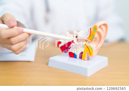 Doctor with human Ear anatomy model. Ear disease, Atresia, Otitis Media, Pertorated Eardrum, Meniere syndrome, otolaryngologist, Ageing Hearing Loss, Schwannoma and Health 120692565