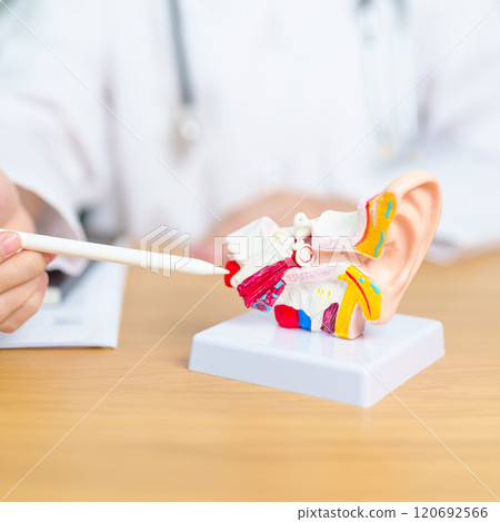 Doctor with human Ear anatomy model. Ear disease, Atresia, Otitis Media, Pertorated Eardrum, Meniere syndrome, otolaryngologist, Ageing Hearing Loss, Schwannoma and Health Doctor with human Ear anatomy model. Ear disease, Atresia, Otitis Media, Pertorated Eardrum, Meniere syndrome, otolaryngologist, Ageing Hearing Loss, Schwannoma and Health 120692566