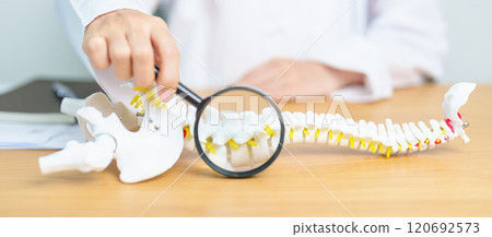 Doctor with human Spine anatomy model. Spinal Cord Disorder and disease, Back pain, Lumbar, Sacral pelvis, Cervical neck, Thoracic, Coccyx, Orthopedist, chiropractic, Office Syndrome and health 120692573