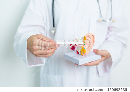 Doctor with human Ear anatomy model. Ear disease, Atresia, Otitis Media, Pertorated Eardrum, Meniere syndrome, otolaryngologist, Ageing Hearing Loss, Schwannoma and Health Doctor with human Ear anatomy model. Ear disease, Atresia, Otitis Media, Pertorated Eardrum, Meniere syndrome, otolaryngologist, Ageing Hearing Loss, Schwannoma and Health 120692586