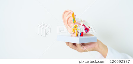 Doctor holding human Ear anatomy model. Ear disease, Atresia, Otitis Media, Pertorated Eardrum, Meniere syndrome, otolaryngologist, Ageing Hearing Loss, Schwannoma and Health 120692587
