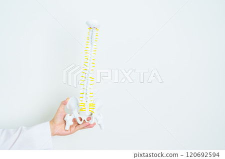 Doctor with human Spine anatomy model. Spinal Cord Disorder and disease, Back pain, Lumbar, Sacral pelvis, Cervical neck, Thoracic, Coccyx, Orthopedist, chiropractic, Office Syndrome and health Doctor with human Spine anatomy model. Spinal Cord Disorder and disease, Back pain, Lumbar, Sacral pelvis, Cervical neck, Thoracic, Coccyx, Orthopedist, chiropractic, Office Syndrome and health 120692594