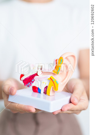 Woman holding human Ear anatomy model. Ear disease, Atresia, Otitis Media, Pertorated Eardrum, Meniere syndrome, otolaryngologist, Ageing Hearing Loss, Schwannoma and Health 120692602