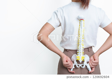woman with human Spine anatomy model. Spinal Cord Disorder and disease, Back pain, Lumbar, Sacral pelvis, Cervical neck, Thoracic, Coccyx, Orthopedist, chiropractic, Office Syndrome and health woman with human Spine anatomy model. Spinal Cord Disorder and disease, Back pain, Lumbar, Sacral pelvis, Cervical neck, Thoracic, Coccyx, Orthopedist, chiropractic, Office Syndrome and health 120692604