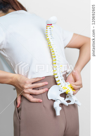 woman with human Spine anatomy model. Spinal Cord Disorder and disease, Back pain, Lumbar, Sacral pelvis, Cervical neck, Thoracic, Coccyx, Orthopedist, chiropractic, Office Syndrome and health 120692605