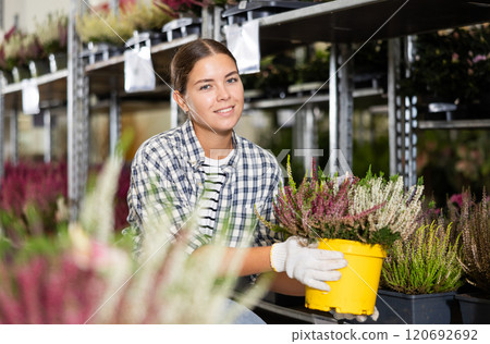 Saleswoman of flower shop near shelf with calluna chooses pot with young plant to send for customer 120692692