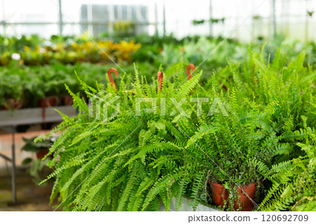 Green ferns in pots in plant market 120692709