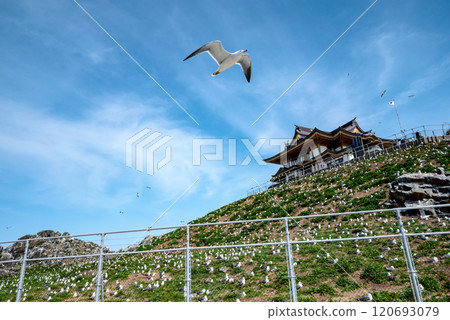 [Kabushima, Hachinohe City, Aomori Prefecture] Spring at the sea cat breeding ground 120693079