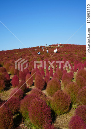 Kokia Mihara's Hill Kokia Mihara's Hill 120693230