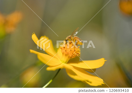 A honeybee resting on a yellow cosmos 120693410