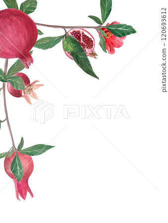 A branch with pomegranates, flowers and leaves watercolor frame isolated on white. Hand drawn realistic fruit element for cards, banners, posters, home decor, prints. Vibrant autumn plant clip art 120693612