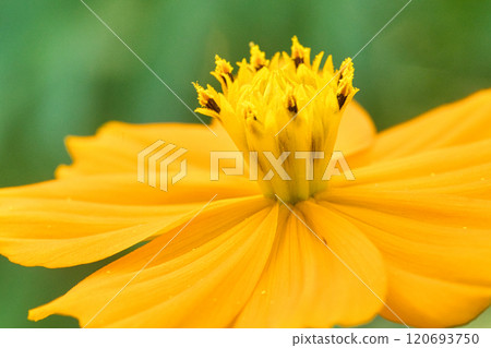 Bright yellow cosmos Bright yellow cosmos 120693750