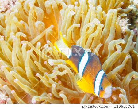 Cute clownfish (subfamily Amphiprioninae) juveniles in a beautiful sea anemone field. Nakagi Hirizo Beach, Minamiizu-cho, Kamo-gun, Izu Peninsula 120693761
