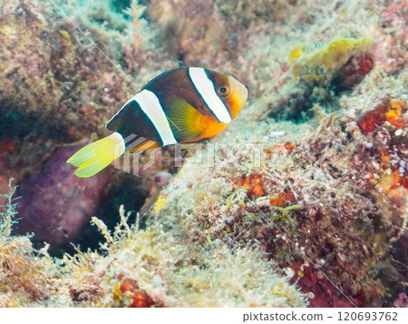 美麗的海葵田裡一隻可愛的幼年小丑魚（海葵魚亞科）。 伊豆半島加茂郡南伊豆町中木広濱 120693762