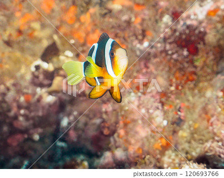 美麗的海葵田裡一隻可愛的幼年小丑魚（海葵魚亞科）。 伊豆半島加茂郡南伊豆町中木広濱 120693766