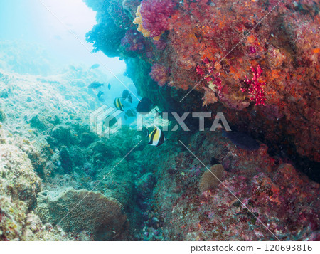 A drop-off where sea lions and other fish grow, with schools of goldfish anthias, moorish idols, and other fish. Nakagi Hirizo Beach, Minamiizu-cho, Kamo-gun, Izu 120693816