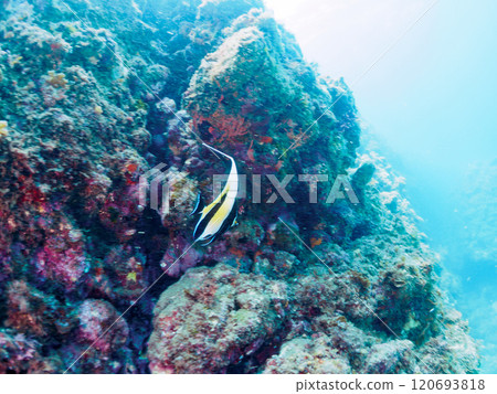A drop-off where sea lions and other fish grow, with schools of goldfish anthias, moorish idols, and other fish. Nakagi Hirizo Beach, Minamiizu-cho, Kamo-gun, Izu 120693818