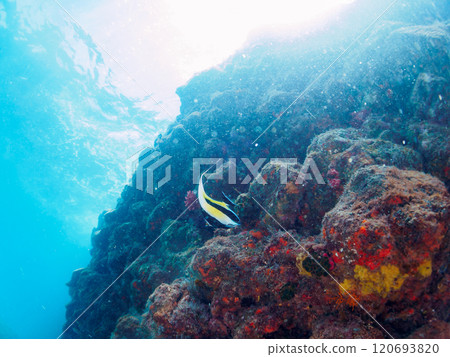 A drop-off where sea lions and other fish grow, with schools of goldfish anthias, moorish idols, and other fish. Nakagi Hirizo Beach, Minamiizu-cho, Kamo-gun, Izu 120693820