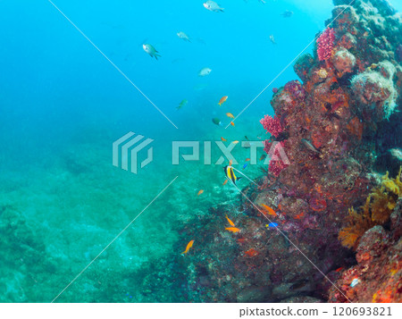 A drop-off where sea lions and other fish grow, with schools of goldfish anthias, moorish idols, and other fish. Nakagi Hirizo Beach, Minamiizu-cho, Kamo-gun, Izu 120693821