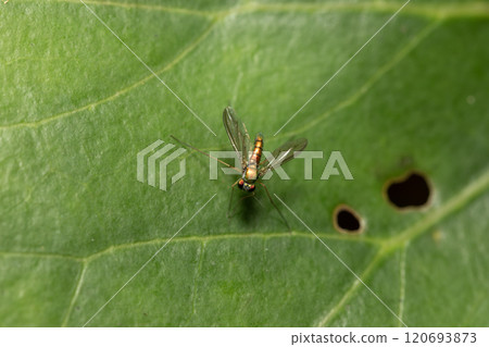 Asinaga fly 120693873