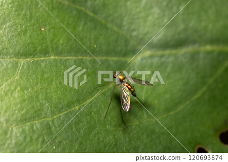 Asinaga飛 120693874