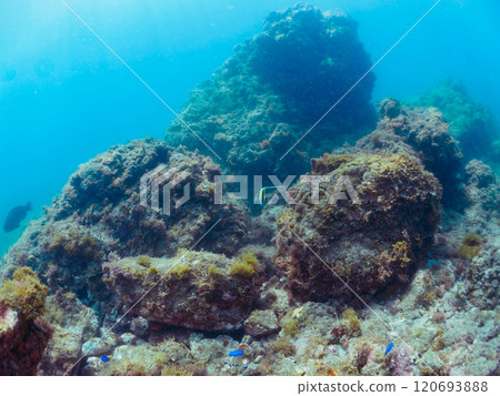 A small group of beautiful horned idols (family Moorhoidae). Nakagi Hirizo Beach, Minamiizu-cho, Kamo-gun, Izu Peninsula, Shizuoka Prefecture, 2024 120693888