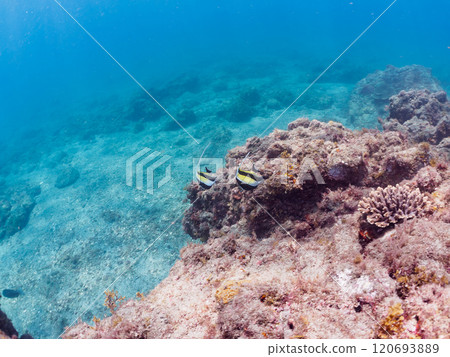 A small group of beautiful horned idols (family Moorhoidae). Nakagi Hirizo Beach, Minamiizu-cho, Kamo-gun, Izu Peninsula, Shizuoka Prefecture, 2024 120693889
