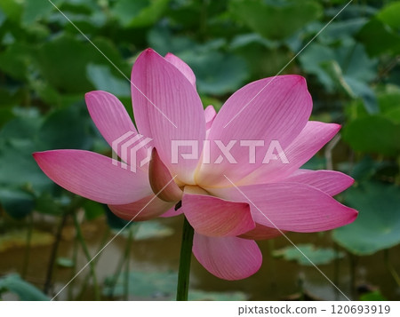 古蓮花 古蓮花 120693919