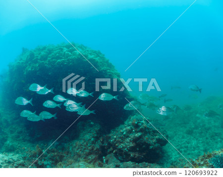 A school of beautiful and large sea bream (family Sparidae) and other fish. Nakagi Hirizo Beach, Minamiizu-cho, Kamo-gun, Izu Peninsula, Shizuoka Prefecture, 2024 A school of beautiful and large sea bream (family Sparidae) and other fish. Nakagi Hirizo Beach, Minamiizu-cho, Kamo-gun, Izu Peninsula, Shizuoka Prefecture, 2024 120693922