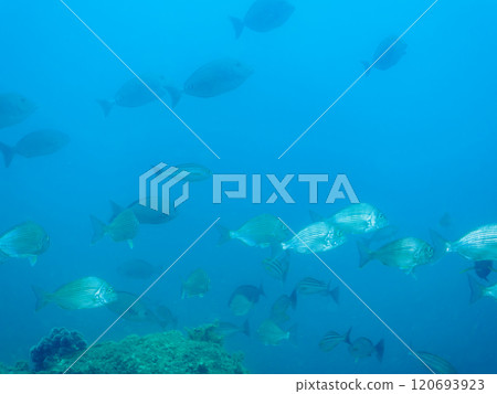 A school of beautiful and large sea bream (family Sparidae) and other fish. Nakagi Hirizo Beach, Minamiizu-cho, Kamo-gun, Izu Peninsula, Shizuoka Prefecture, 2024 A school of beautiful and large sea bream (family Sparidae) and other fish. Nakagi Hirizo Beach, Minamiizu-cho, Kamo-gun, Izu Peninsula, Shizuoka Prefecture, 2024 120693923