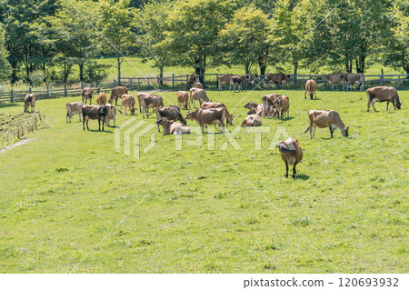 [Brown cow grazing] 120693932