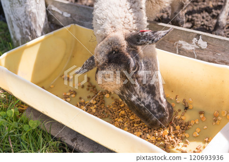 [Sheep eating food] 120693936