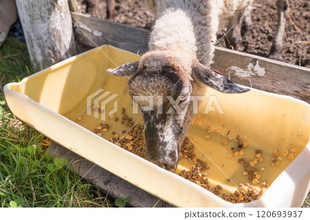 [Sheep eating food] 120693937