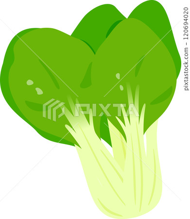 A single head of bok choy 120694020