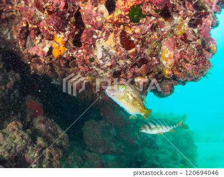 Beautiful hawkfish (family Acanthodidae), northern pufferfish (family Tetraodontiformes), and others. Nakagi Hirizo Beach, Minamiizu-cho, Kamo-gun, Izu Peninsula 120694046