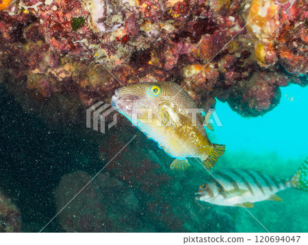 Beautiful hawkfish (family Acanthodidae), northern pufferfish (family Tetraodontiformes), and others. Nakagi Hirizo Beach, Minamiizu-cho, Kamo-gun, Izu Peninsula 120694047