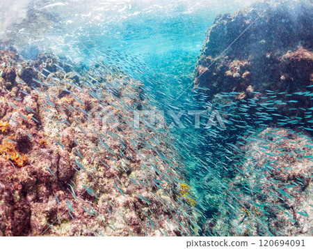 A beautiful school of silver-stripe round herring (Clupeidae) and other fish. Nakagi Hirizo Beach, Minamiizu-cho, Kamo-gun, Izu Peninsula, Shizuoka Prefecture, 2024 120694091