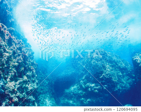 A beautiful school of silver-stripe round herring (Clupeidae) and other fish. Nakagi Hirizo Beach, Minamiizu-cho, Kamo-gun, Izu Peninsula, Shizuoka Prefecture, 2024 120694095