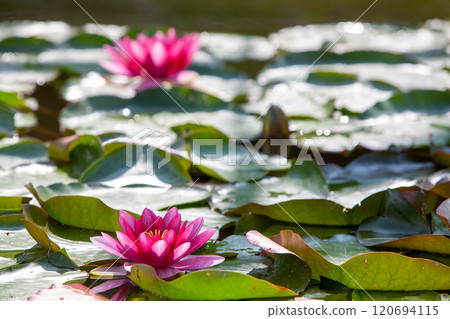 Vibrant and Colorful Pink Water Lilies Grace the Tranquil Surface of a Calm Pond 120694115