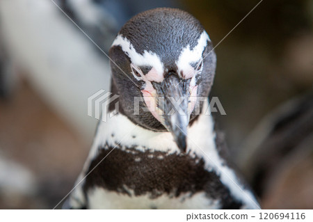 A closeup image showcasing a Humboldt Penguin in its natural habitat environment 120694116