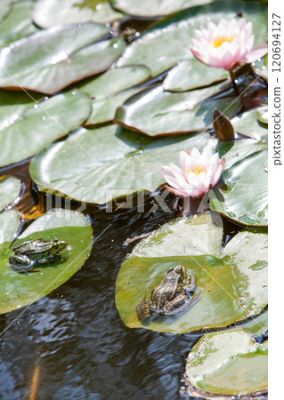 A serene scene featuring frogs resting on lush lily pads surrounded by calm water in nature 120694127