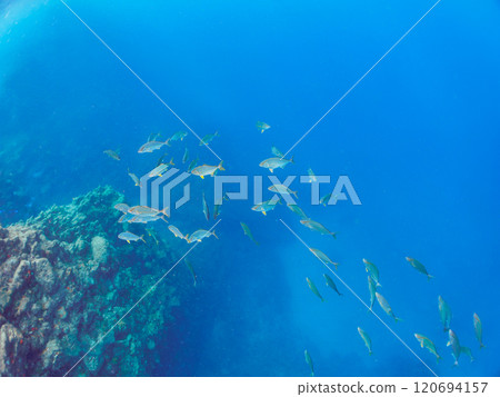 一群強大的鰤魚（竹莢魚科）攻擊一大群黃尾魚。靜岡縣伊豆半島加茂郡南伊豆町中木埼浜 120694157