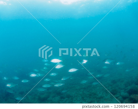 A school of powerful amberjacks (Jackidae) attacking a school of silver-stripe round herring. Nakagi Hirizo Beach, Minamiizu-cho, Kamo-gun, Izu Peninsula, Shizuoka Prefecture 120694158