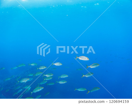 A school of powerful amberjacks (Jackidae) attacking a school of silver-stripe round herring. Nakagi Hirizo Beach, Minamiizu-cho, Kamo-gun, Izu Peninsula, Shizuoka Prefecture 120694159