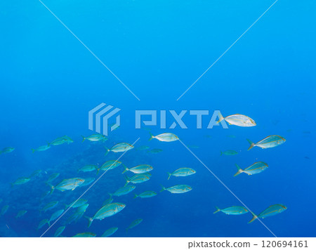 A school of powerful amberjacks (Jackidae) attacking a school of silver-stripe round herring. Nakagi Hirizo Beach, Minamiizu-cho, Kamo-gun, Izu Peninsula, Shizuoka Prefecture 120694161