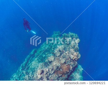 美麗的鰤魚（鯡魚科）和其他大型魚群。輕裝潛水員也在水面上游泳。南伊豆町 中木広浜 2024 120694221