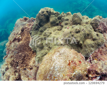 美麗的巨型藍珊瑚（衛城珊瑚科）和衛城珊瑚（衛城珊瑚科）的群落 南伊豆町中木埼三海灘 120694279