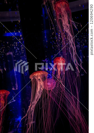 Wwimming jellyfish in indoor aquarium with glowing neon light 120694290