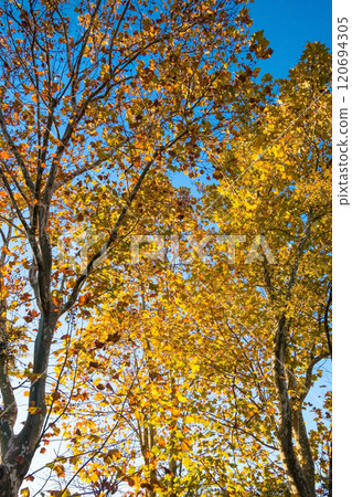 梧桐樹的黃葉，秋天的風景 120694305